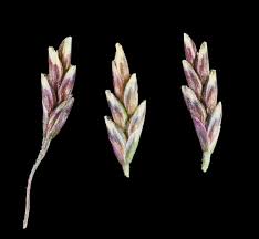 Attēlu rezultāti vaicājumam “Puccinellia distans”