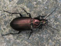 Attēlu rezultāti vaicājumam “Poecilus versicolor”