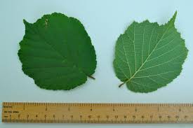 Attēlu rezultāti vaicājumam “Corylus avellana leaf”