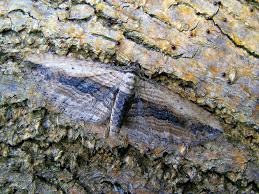 Attēlu rezultāti vaicājumam “Horisme vitalbata”