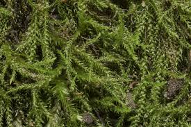 Attēlu rezultāti vaicājumam “Hygroamblystegium tenax”