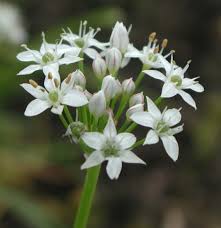 Image result for Schnittknoblauch