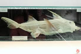 Image result for Callorhinchus capensis