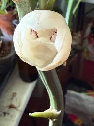 Attēlu rezultāti vaicājumam “Orchis mascula bud”