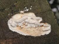 Attēlu rezultāti vaicājumam “Poronia punctata”