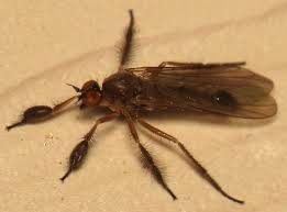 Attēlu rezultāti vaicājumam “Empididae”