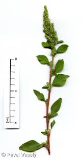 Attēlu rezultāti vaicājumam “Amaranthus retroflexus”