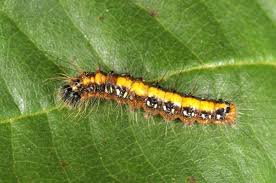 Attēlu rezultāti vaicājumam “Acronicta cuspis”