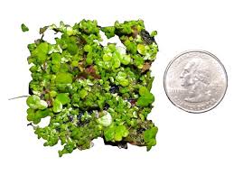 Attēlu rezultāti vaicājumam “Potamogeton perfoliatus fruit”