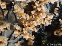 Attēlu rezultāti vaicājumam “Erythricium aurantiacum”