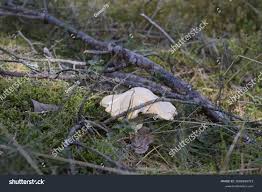 Attēlu rezultāti vaicājumam “Rozites caperata”