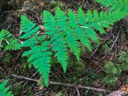 Attēlu rezultāti vaicājumam “Dryopteris expansa”