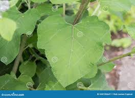 Attēlu rezultāti vaicājumam “Arctium tomentosum leaf”