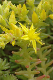 Attēlu rezultāti vaicājumam “Sedum sexangulare flower”
