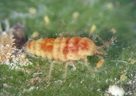 Attēlu rezultāti vaicājumam “Coniopterygidae”