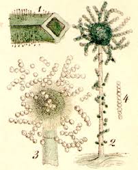 Attēlu rezultāti vaicājumam “Heterotrichia oerstedii (syn. Arcyria oerstedii) spores”
