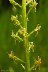 Attēlu rezultāti vaicājumam “Malaxis monophyllos flower”