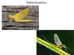 Attēlu rezultāti vaicājumam “Ephemeroptera”