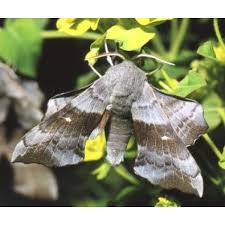 Attēlu rezultāti vaicājumam “Laothoe populi imago”