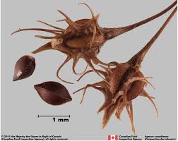 Attēlu rezultāti vaicājumam “Rumex maritimus fruit”