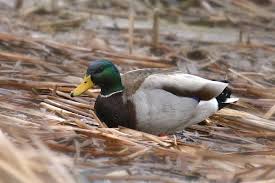 Attēlu rezultāti vaicājumam “Anas platyrhynchos male”