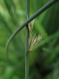 Attēlu rezultāti vaicājumam “Juncus inflexus bud”