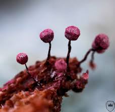 Attēlu rezultāti vaicājumam “Cribraria purpurea spores”