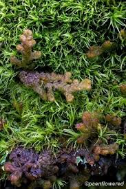 Attēlu rezultāti vaicājumam “Ptilidium pulcherrimum”