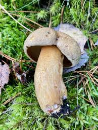 Attēlu rezultāti vaicājumam “Suillus variegatus”