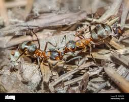 Attēlu rezultāti vaicājumam “Formica rufa”