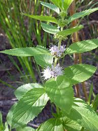 Attēlu rezultāti vaicājumam “Mentha arvensis flower”