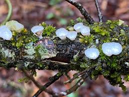 Attēlu rezultāti vaicājumam “Anomodon attenuatus sporophyte”