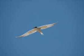 Attēlu rezultāti vaicājumam “Sterna”