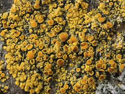 Attēlu rezultāti vaicājumam “Caloplaca scopularis”