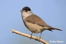 Attēlu rezultāti vaicājumam “Sylvia atricapilla male”