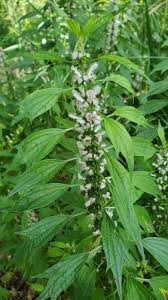 Attēlu rezultāti vaicājumam “Leonurus quinquelobatus”