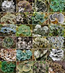 Attēlu rezultāti vaicājumam “Conardia compacta macro”