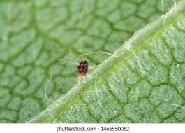 Attēlu rezultāti vaicājumam “Panonychus”