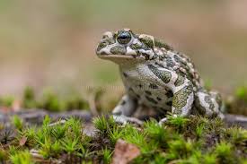 Attēlu rezultāti vaicājumam “Pseudepidalea viridis adult”