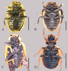 Attēlu rezultāti vaicājumam “Hippodamia notata”