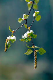 Attēlu rezultāti vaicājumam “Betula pendula flower”