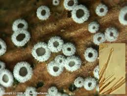 Attēlu rezultāti vaicājumam “Lachnella alboviolascens”