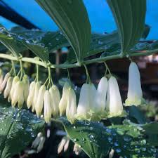 Attēlu rezultāti vaicājumam “Polygonatum multiflorum  flower”