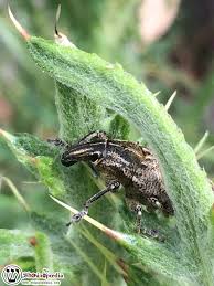 Attēlu rezultāti vaicājumam “Cleonis pigra”