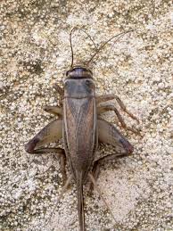 Attēlu rezultāti vaicājumam “Gryllus domesticus”