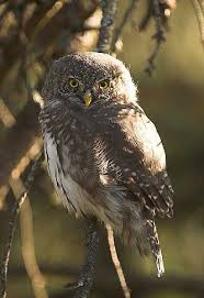 Attēlu rezultāti vaicājumam “Glaucidium passerinum adult”