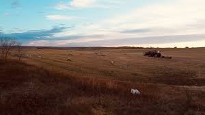 Image result for Teamsheep