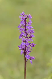 Attēlu rezultāti vaicājumam “Orchis mascula”