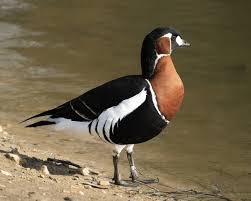 Attēlu rezultāti vaicājumam “Branta ruficollis adult”