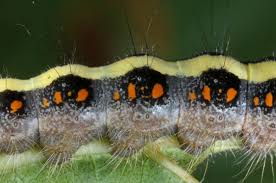 Attēlu rezultāti vaicājumam “Acronicta cuspis”